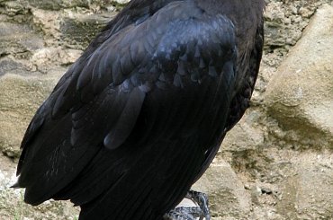 Szkoda że te ptaki nie są na wolności?! #kruk #lezajsk #lezajsktm #leżajsk #orzeł #ptaki #sokoły #sokół #sowa