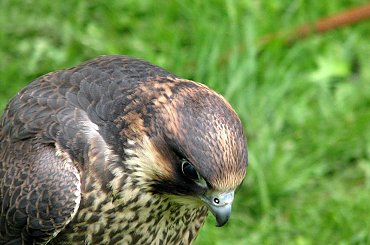 Szkoda że te ptaki nie są na wolności?! #kruk #lezajsk #lezajsktm #leżajsk #orzeł #ptaki #sokoły #sokół #sowa