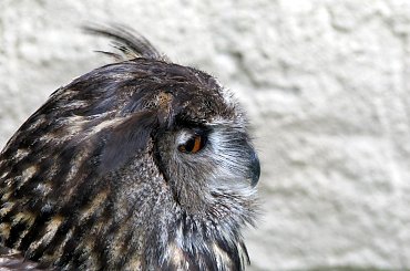 Szkoda że te ptaki nie są na wolności?! #kruk #lezajsk #lezajsktm #leżajsk #orzeł #ptaki #sokoły #sokół #sowa