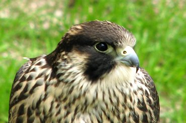 Szkoda że te ptaki nie są na wolności?! #kruk #lezajsk #lezajsktm #leżajsk #orzeł #ptaki #sokoły #sokół #sowa