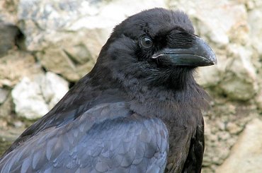 Szkoda że te ptaki nie są na wolności?! #kruk #lezajsk #lezajsktm #leżajsk #orzeł #ptaki #sokoły #sokół #sowa