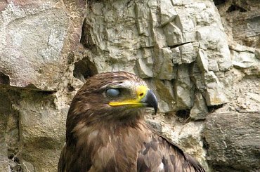 Szkoda że te ptaki nie są na wolności?! #kruk #lezajsk #lezajsktm #leżajsk #orzeł #ptaki #sokoły #sokół #sowa