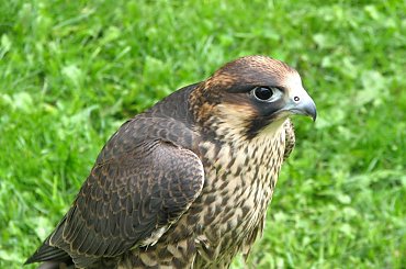 Szkoda że te ptaki nie są na wolności?! #kruk #lezajsk #lezajsktm #leżajsk #orzeł #ptaki #sokoły #sokół #sowa