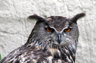 Szkoda że te ptaki nie są na wolności?! #kruk #lezajsk #lezajsktm #leżajsk #orzeł #ptaki #sokoły #sokół #sowa