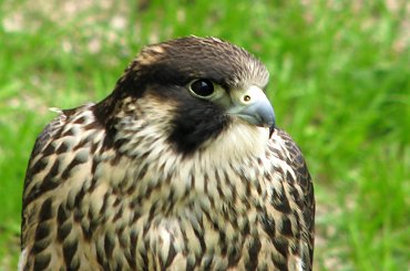 Szkoda że te ptaki nie są na wolności?! #kruk #lezajsk #lezajsktm #leżajsk #orzeł #ptaki #sokoły #sokół #sowa