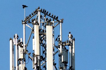 dużo ich było ... :) #jesień #ptaki #szpaki