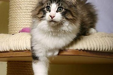 #KotNorweskiLeśny #norweg #kot #kocięta #sirkad