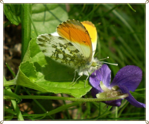 Zorzynek rzeżuchowiec - Anthocharis cardamines . Data : 23.04.2010. Miejsce : las . Miejscowość : Smogorzewo .