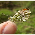 Zorzynek rzeżuchowiec - Anthocharis cardamines . Data : 23.04.2010. Miejsce : las . Miejscowość : Smogorzewo .