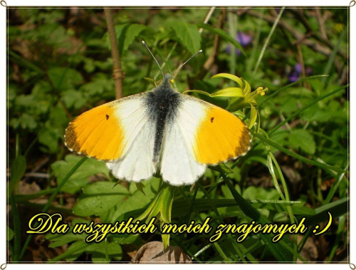 Zorzynek rzeżuchowiec - Anthocharis cardamines . Data : 23.04.2010. Miejsce : las . Miejscowość : Smogorzewo .