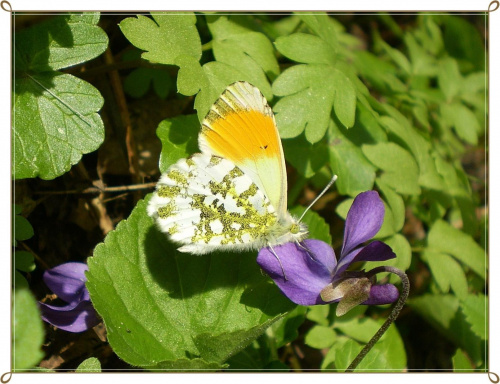 Zorzynek rzeżuchowiec - Anthocharis cardamines . Data : 23.04.2010. Miejsce : las . Miejscowość : Smogorzewo .