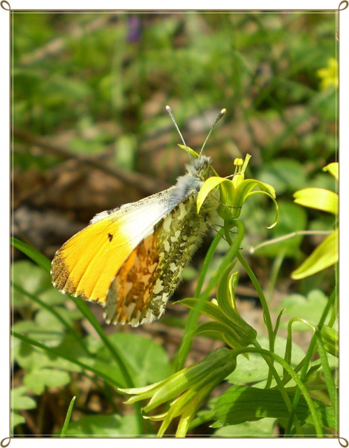 Zorzynek rzeżuchowiec - Anthocharis cardamines . Data : 23.04.2010. Miejsce : las . Miejscowość : Smogorzewo .