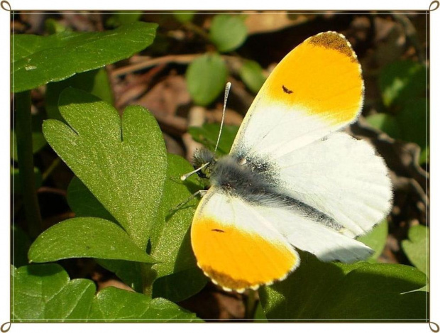 Zorzynek rzeżuchowiec - Anthocharis cardamines . Data : 23.04.2010. Miejsce : las . Miejscowość : Smogorzewo .