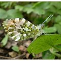 Zorzynek rzeżuchowiec - Anthocharis cardamines . Data : 23.04.2010. Miejsce : las . Miejscowość : Smogorzewo .