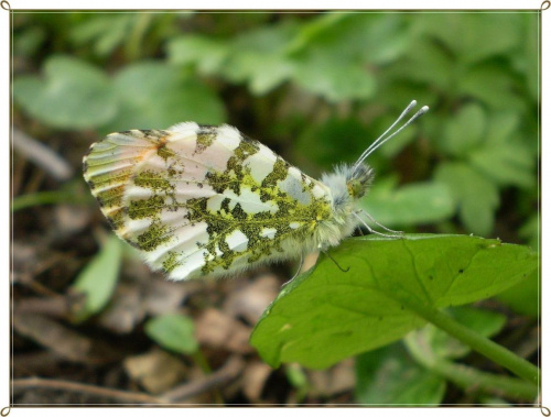 Zorzynek rzeżuchowiec - Anthocharis cardamines . Data : 23.04.2010. Miejsce : las . Miejscowość : Smogorzewo .