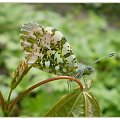 Zorzynek rzeżuchowiec - Anthocharis cardamines . Data : 23.04.2010. Miejsce : las . Miejscowość : Smogorzewo .