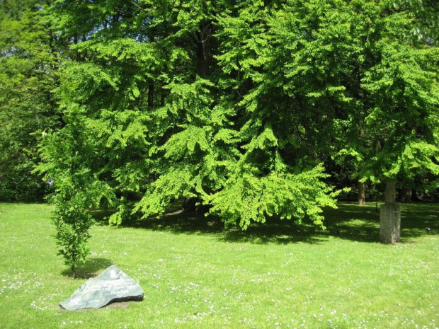 Przepraszam wszystkich, którzy zaobserwowali moje tajemnicze zniknięcie a wszystko dlatego. że moje miejsce pracy stało się dla mnie lecznicą stacjonarną. Brakowało mi Was!! Niech ta soczysta zieleń będzie nadzieją na lepsze jutro.