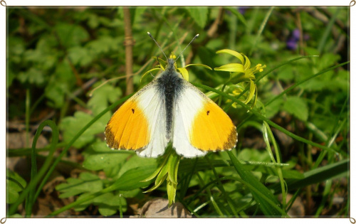 Zorzynek rzeżuchowiec - Anthocharis cardamines . Data : 23.04.2010. Miejsce : las . Miejscowość : Smogorzewo .