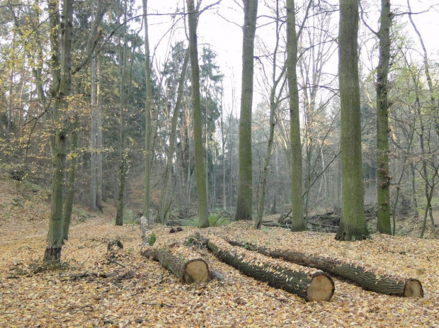 Szwajcaria Godurowska to malowniczy teren który został tak nazywany przez mieszkańców gminy . Miejsce ciszy i spokoju ... Drewniany most, wolno przepływająca woda i piękno przyrody zachwycają amatorów pieszych, rowerowych i konnych wycieczek z całego p...