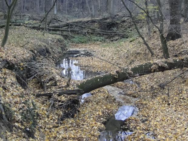 Szwajcaria Godurowska to malowniczy teren który został tak nazywany przez mieszkańców gminy . Miejsce ciszy i spokoju ... Drewniany most, wolno przepływająca woda i piękno przyrody zachwycają amatorów pieszych, rowerowych i konnych wycieczek z całego p...