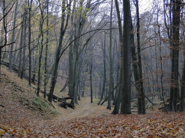 Szwajcaria Godurowska to malowniczy teren który został tak nazywany przez mieszkańców gminy . Miejsce ciszy i spokoju ... Drewniany most, wolno przepływająca woda i piękno przyrody zachwycają amatorów pieszych, rowerowych i konnych wycieczek z całego p...