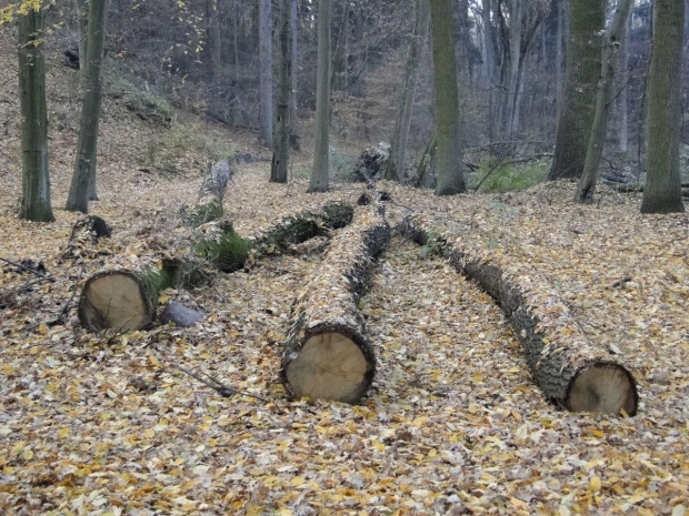 Szwajcaria Godurowska to malowniczy teren który został tak nazywany przez mieszkańców gminy . Miejsce ciszy i spokoju ... Drewniany most, wolno przepływająca woda i piękno przyrody zachwycają amatorów pieszych, rowerowych i konnych wycieczek z całego p...