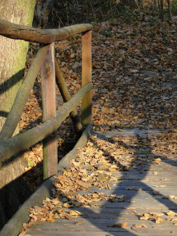 Szwajcaria Godurowska to malowniczy teren który został tak nazywany przez mieszkańców gminy . Miejsce ciszy i spokoju ... Drewniany most, wolno przepływająca woda i piękno przyrody zachwycają amatorów pieszych, rowerowych i konnych wycieczek z całego p...