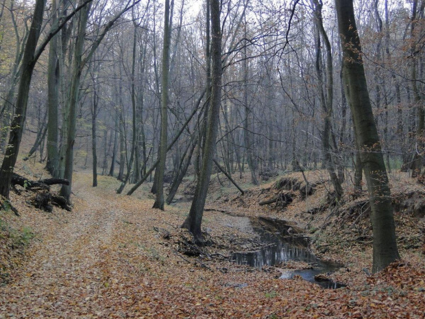 Szwajcaria Godurowska to malowniczy teren który został tak nazywany przez mieszkańców gminy . Miejsce ciszy i spokoju ... Drewniany most, wolno przepływająca woda i piękno przyrody zachwycają amatorów pieszych, rowerowych i konnych wycieczek z całego p...