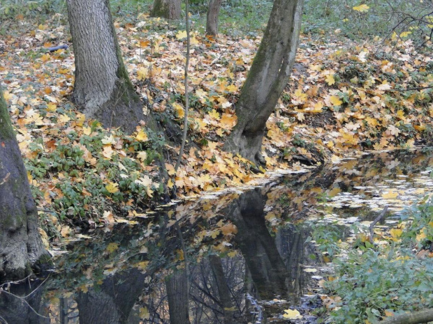 Szwajcaria Godurowska to malowniczy teren który został tak nazywany przez mieszkańców gminy . Miejsce ciszy i spokoju ... Drewniany most, wolno przepływająca woda i piękno przyrody zachwycają amatorów pieszych, rowerowych i konnych wycieczek z całego p...