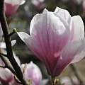 Magnolia w rozkwicie