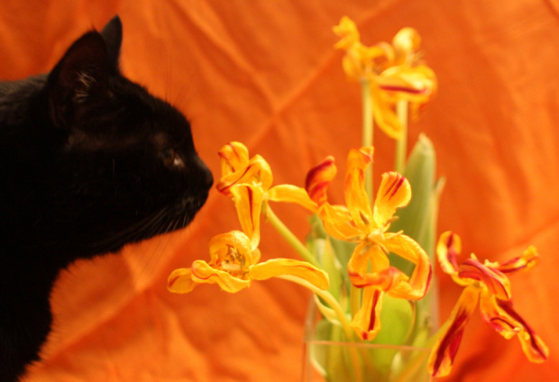 też lubię kwiatki :) #kwiaty #kot