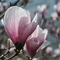 Magnolia w rozkwicie