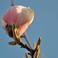 Magnolia w rozkwicie