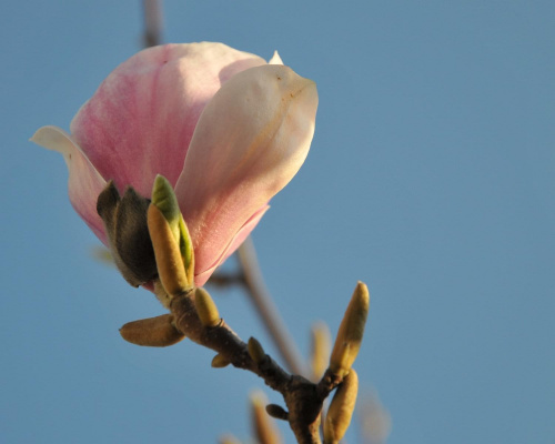 Magnolia w rozkwicie