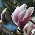 Magnolia w rozkwicie