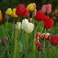 #kwiaty #tulipany #wiosna