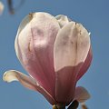 Magnolia w rozkwicie