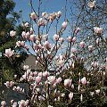 Magnolia w rozkwicie