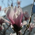 Magnolia w rozkwicie