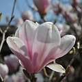 Magnolia w rozkwicie