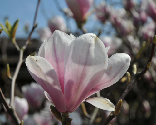 Magnolia w rozkwicie
