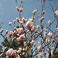 Magnolia w rozkwicie