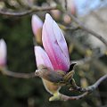 Magnolia w rozkwicie