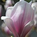 Magnolia w rozkwicie