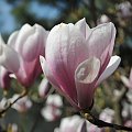 Magnolia w rozkwicie