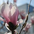 Magnolia w rozkwicie