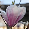 Magnolia w rozkwicie