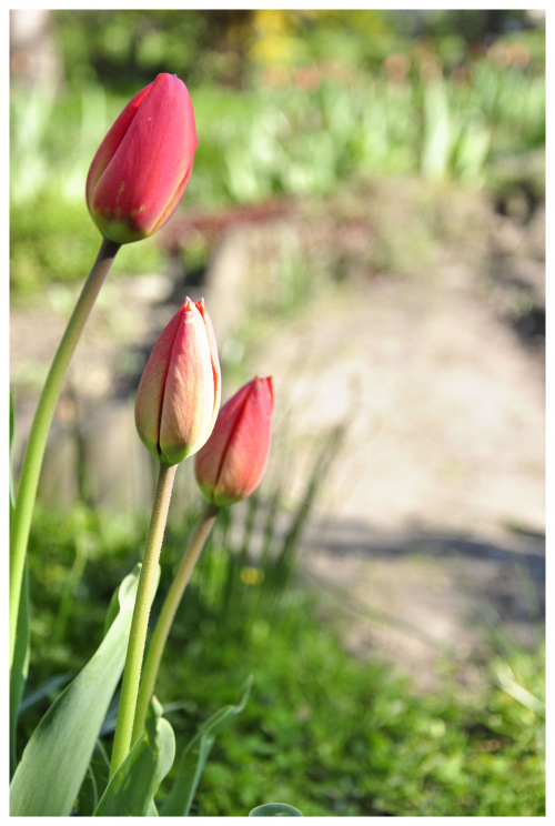 kwiaty. #kwiaty #tylipan #tulipany #wiosna #ogródek