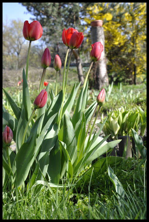 kwiaty. #kwiaty #tylipan #tulipany #wiosna #ogródek