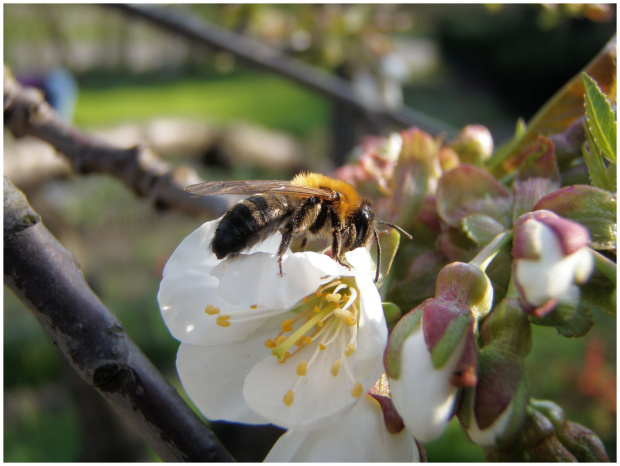 kwiaty. #kwiaty #czereśnia #wiosna #ogródek #pszczoła #pszczoły #drzewo #drzewa